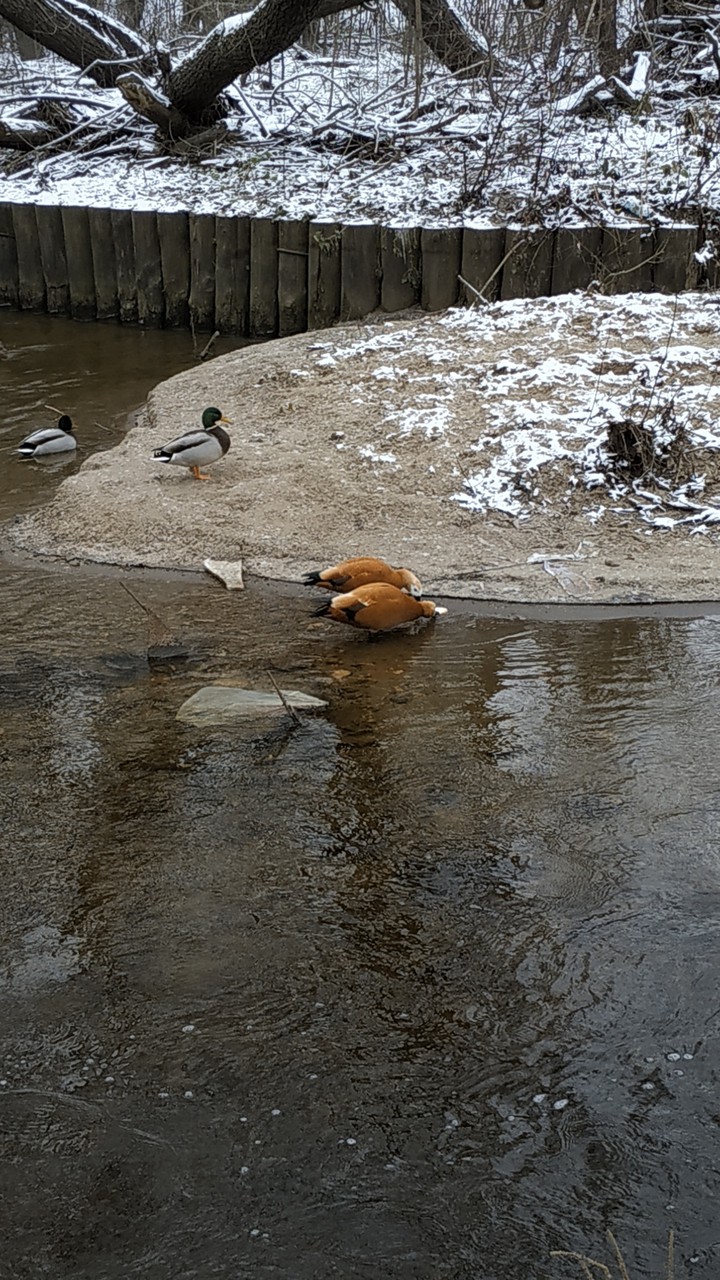 ducks огари утки duck ?