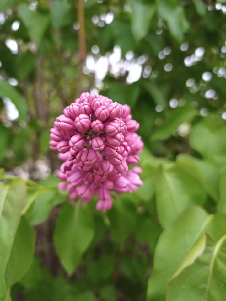 серень