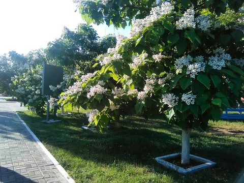 summer