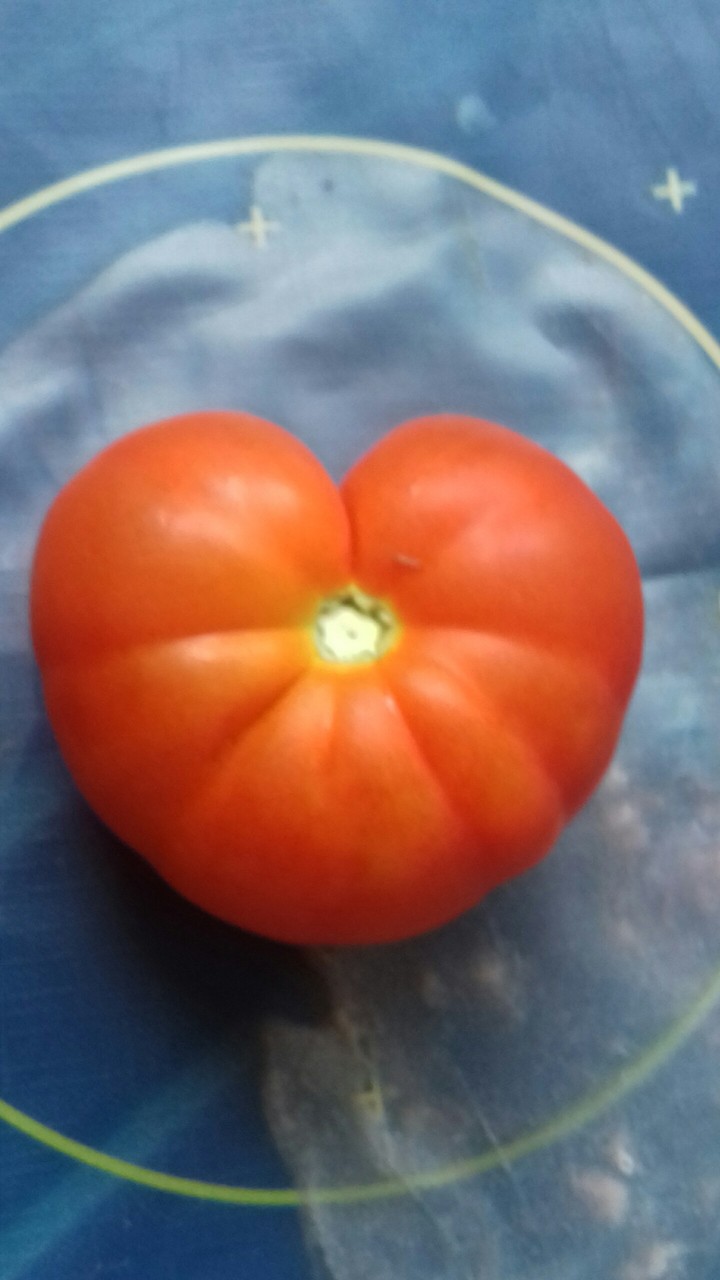 tomate
