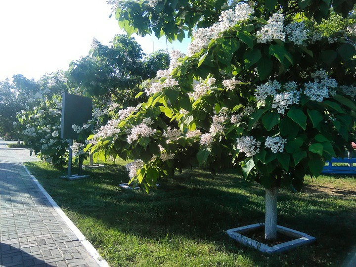summer
