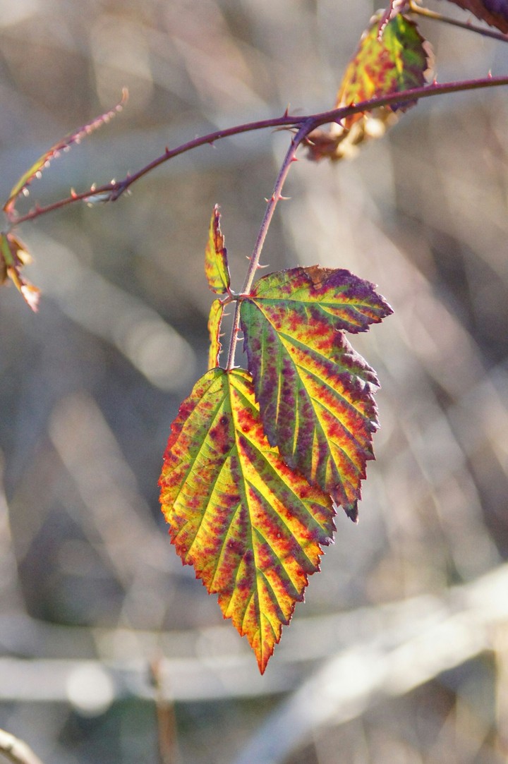 Leafs that survived winter
