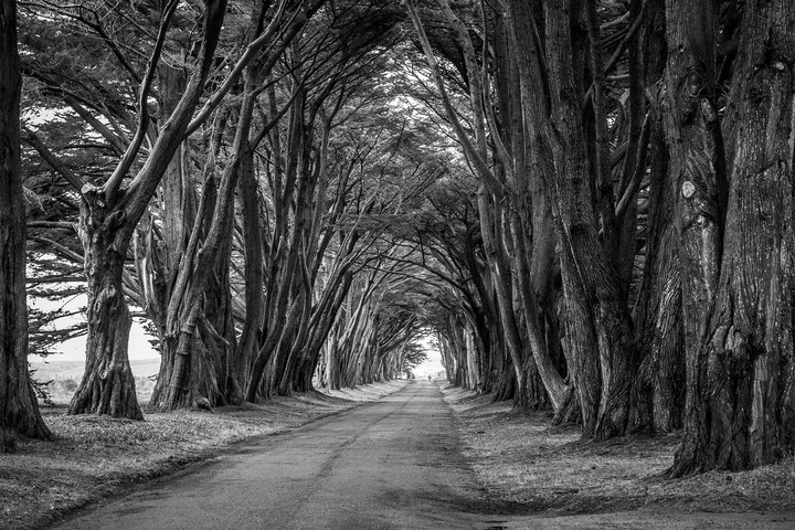 Black , White , Natura
