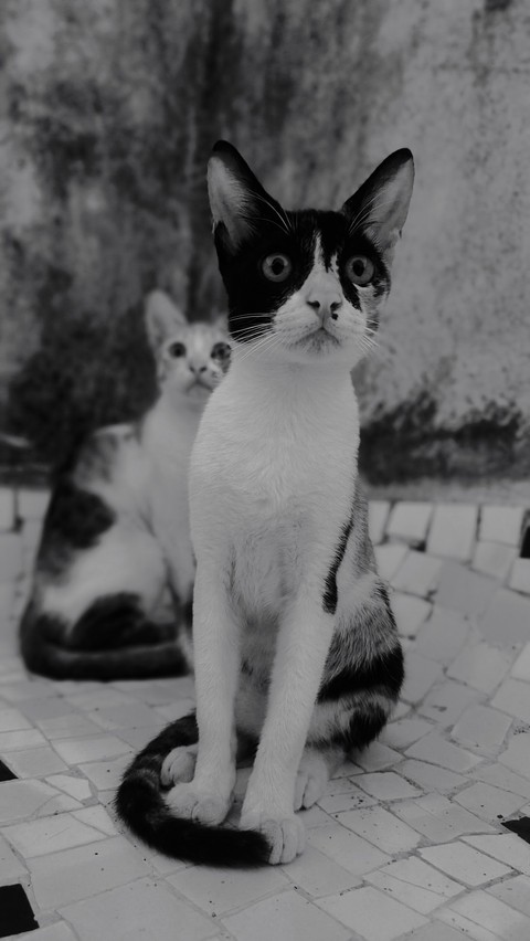 sfondi blackwhite, cat