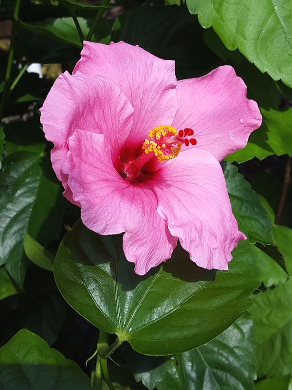 pink flower