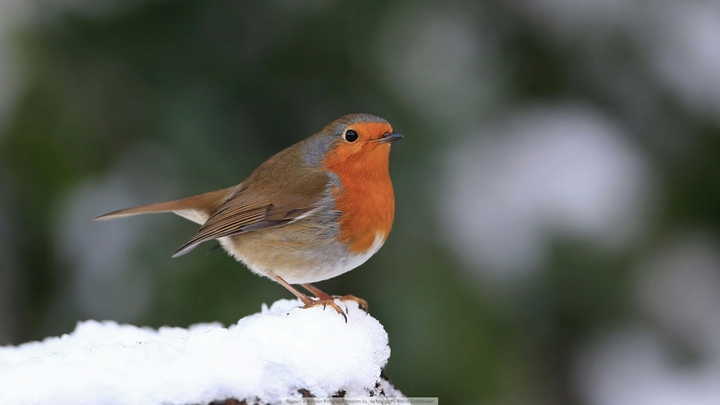 bird