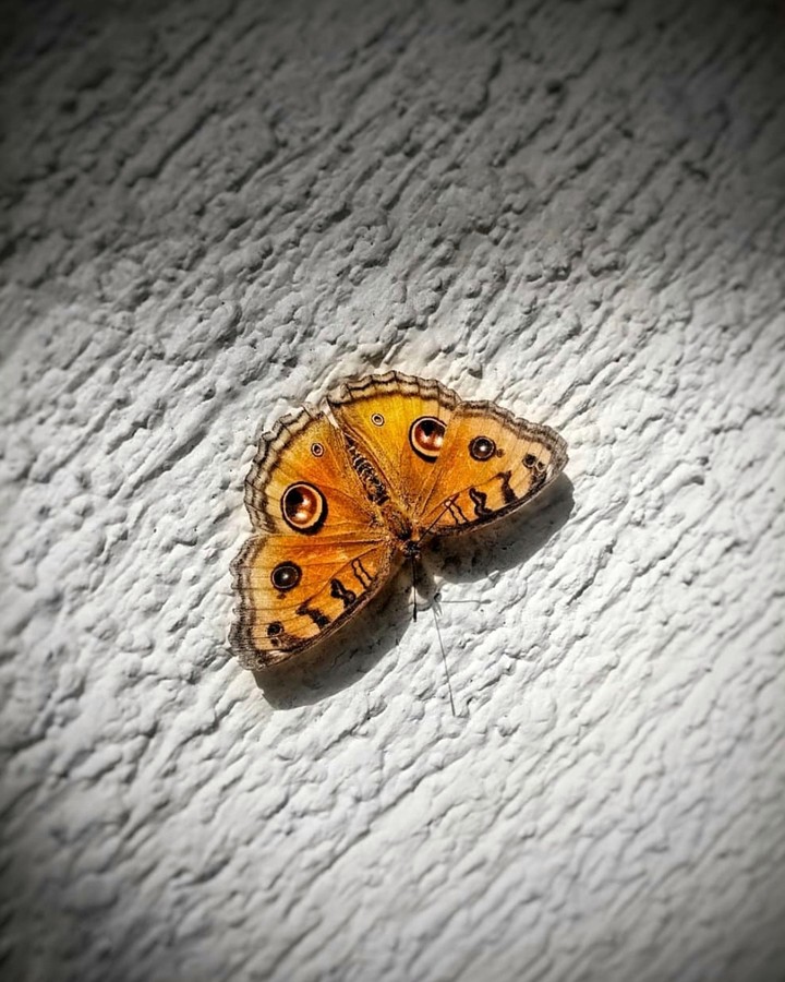 butterfly