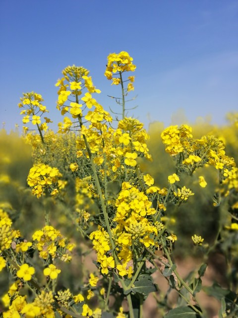 beautyfull flowers