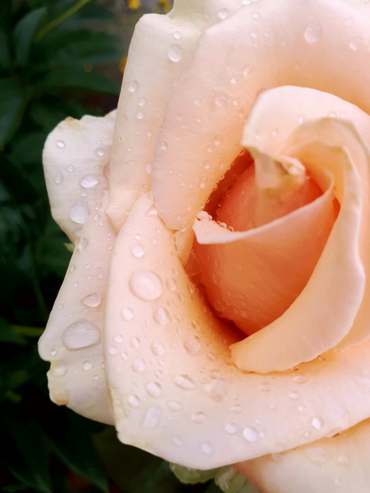after the rain