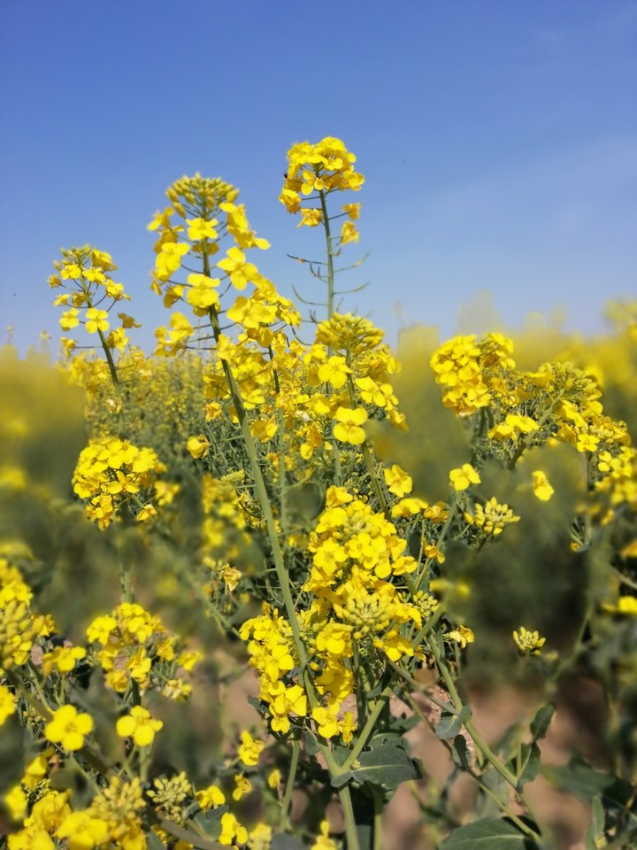 beautyfull flowers