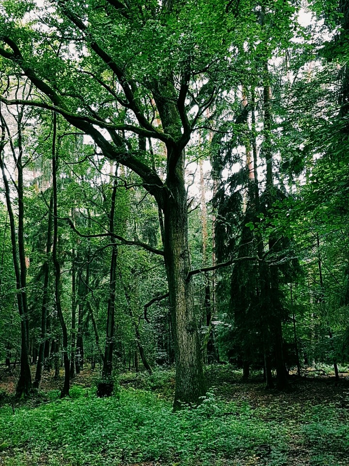 The Tree of Fairys