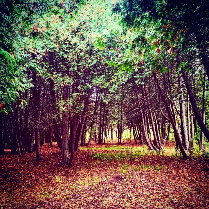 trees