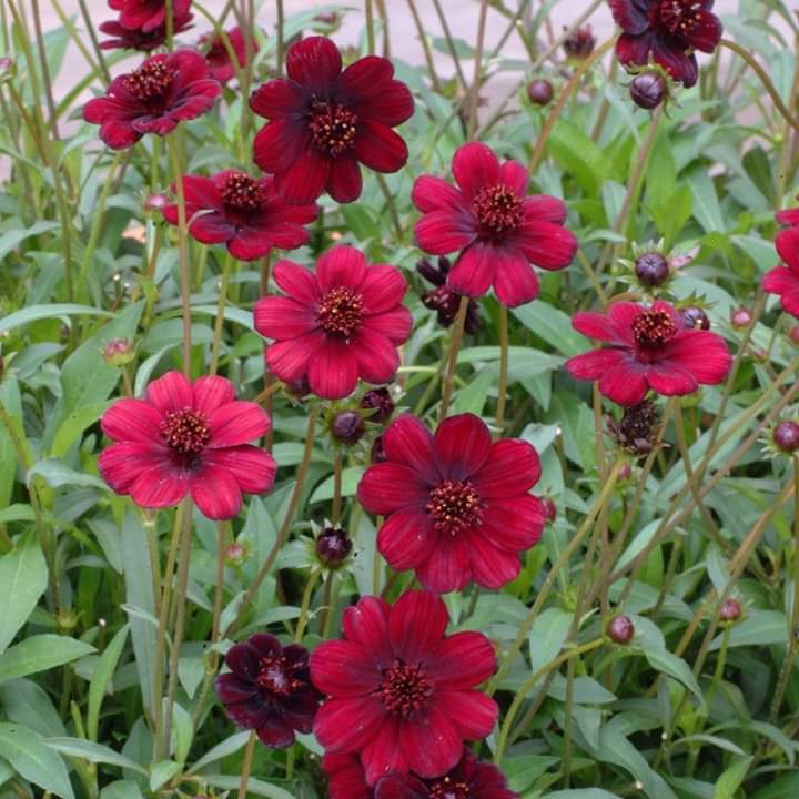 Chrysanthemum Chocolate