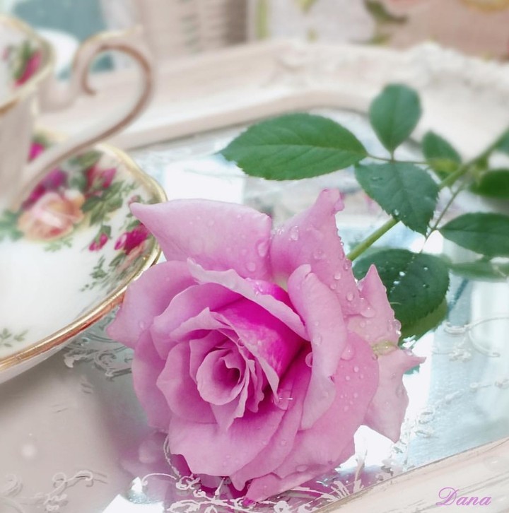 Roses