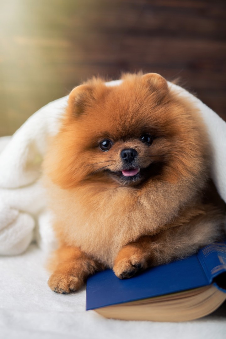 Pomeranian dog