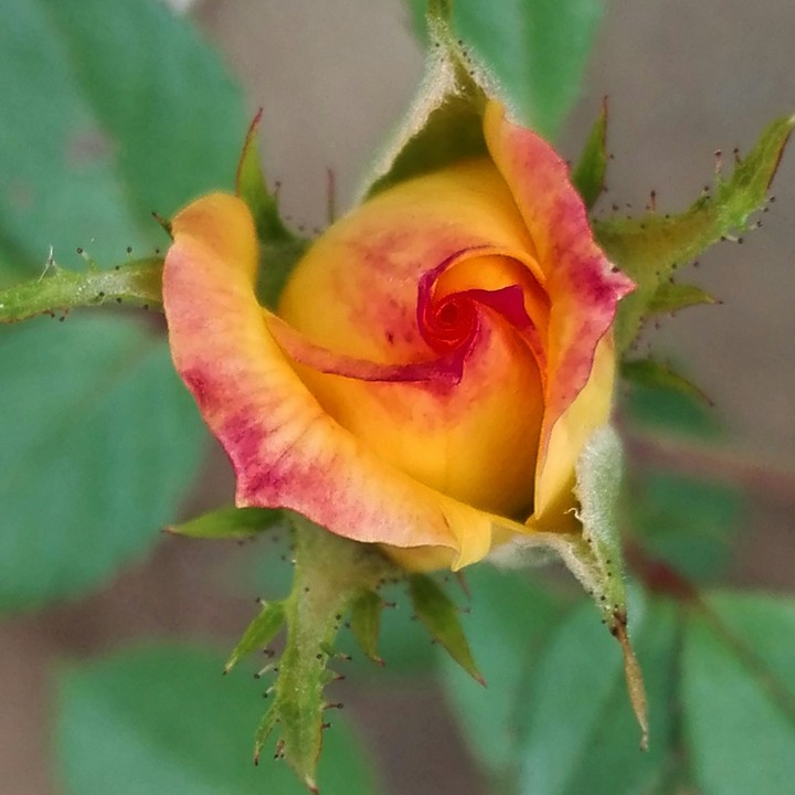 Little Tea Rose