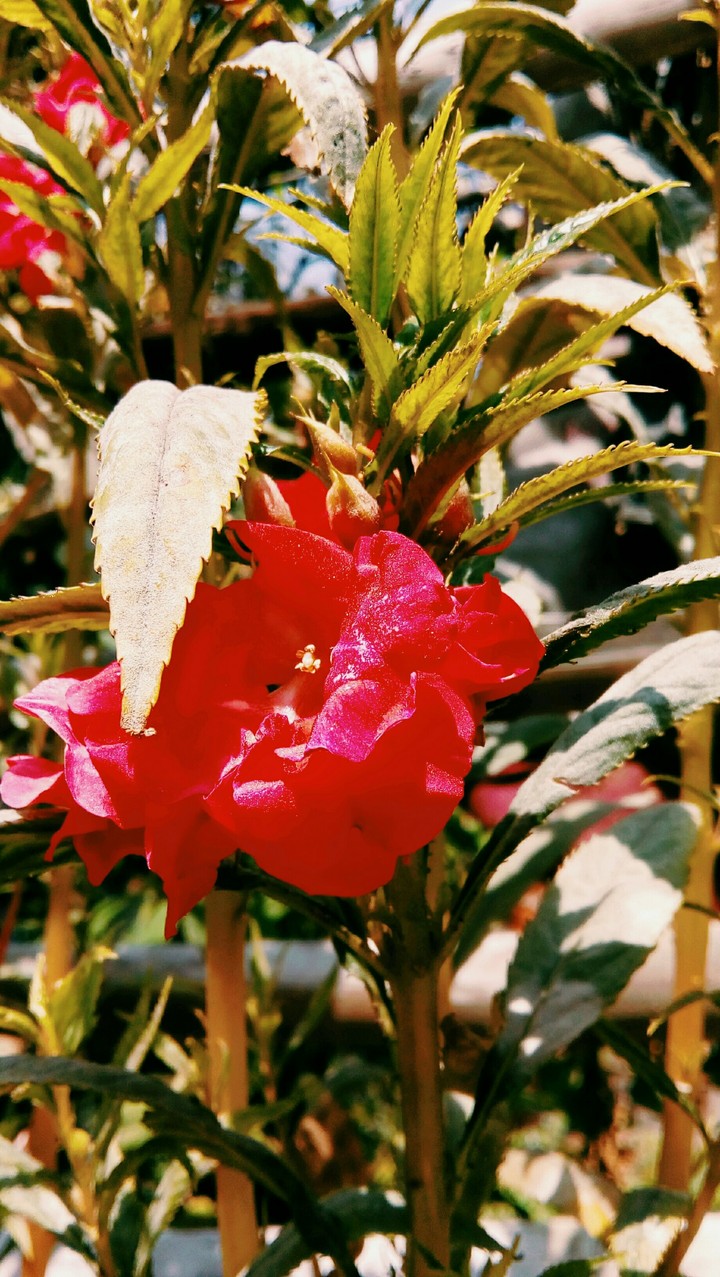 #Red in bloom