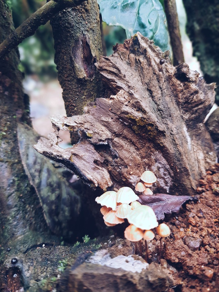 mushroomssssss