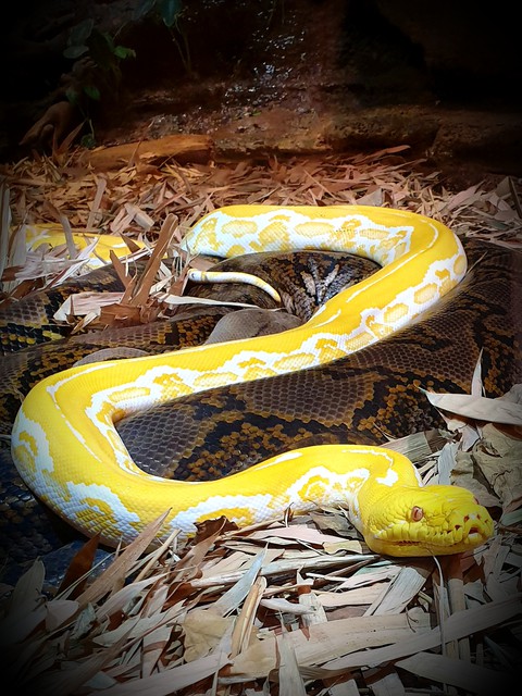 snake