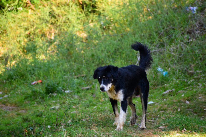 #Dog