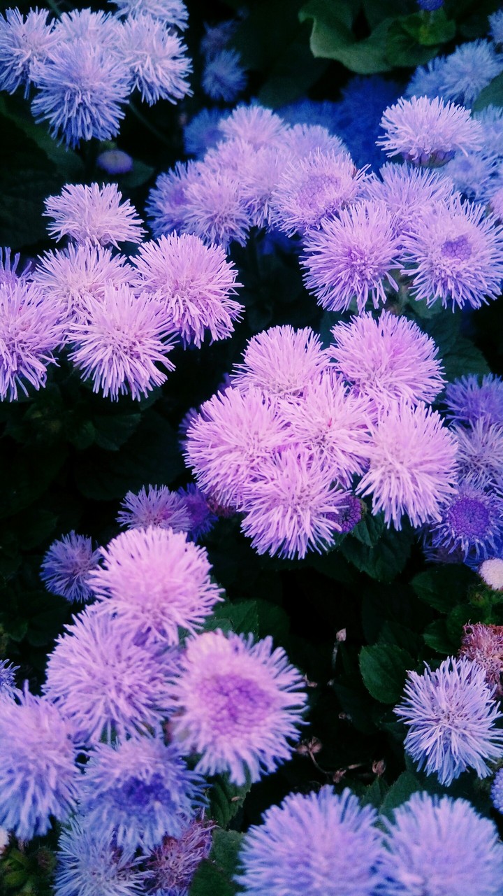 purple flowers