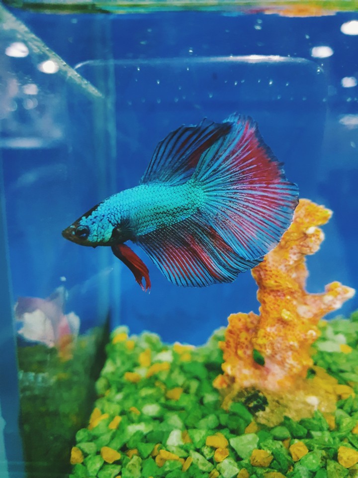 bettafish