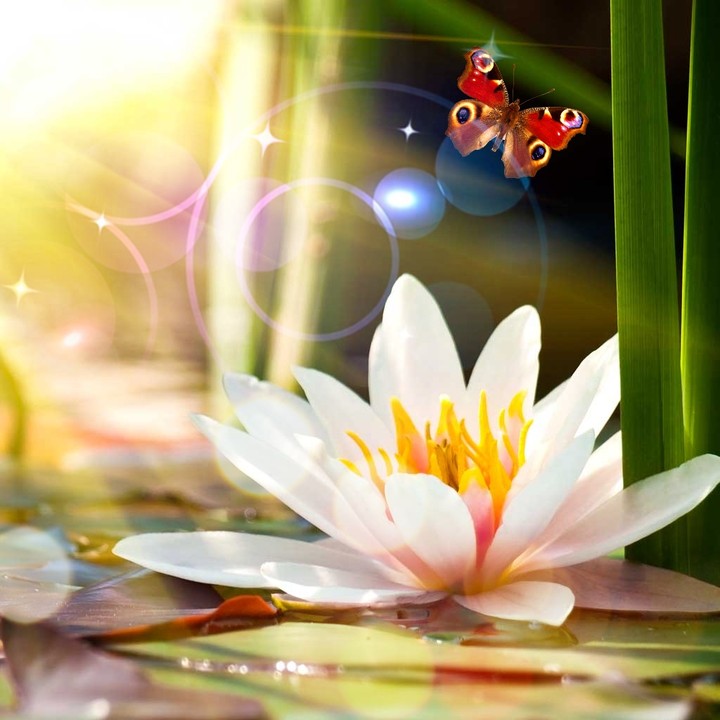 Nature wallpaper