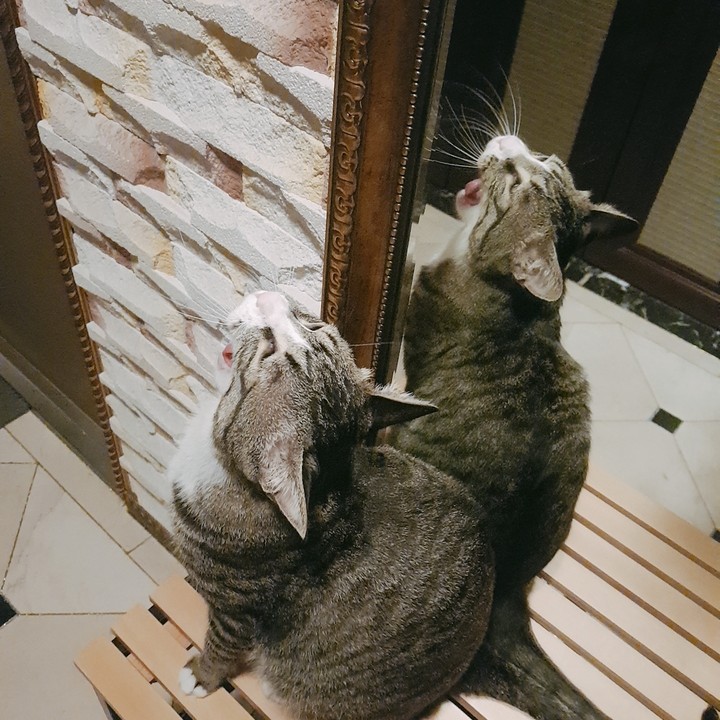 고양이