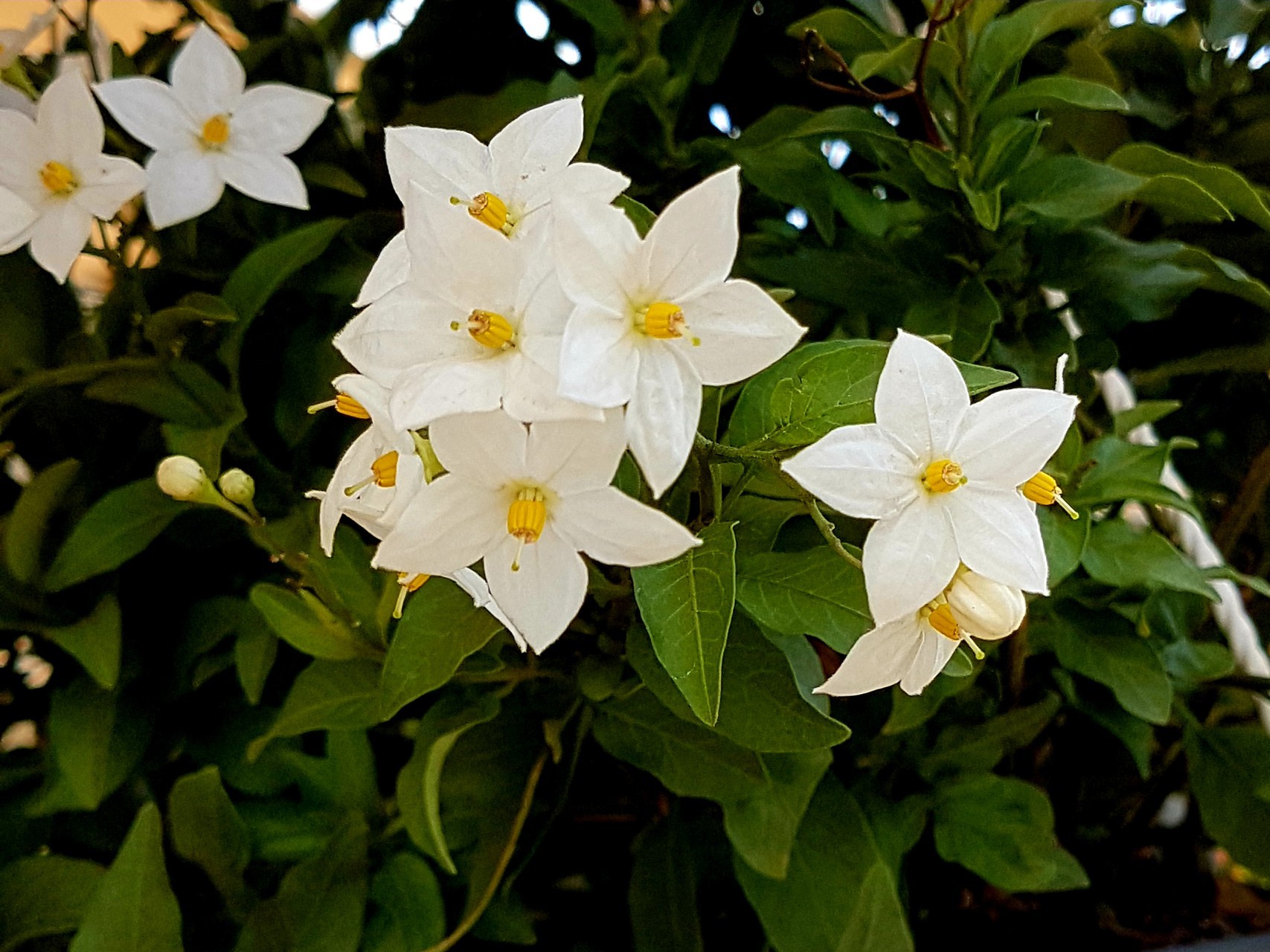 Fiori in natura