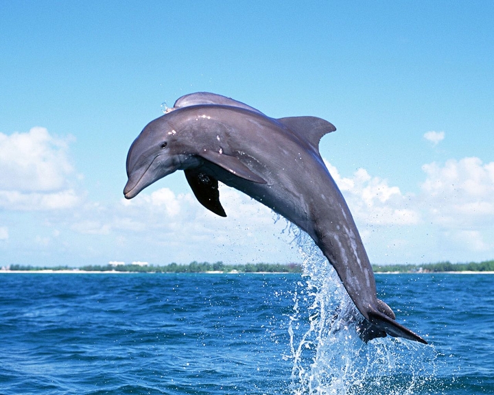 Dolphins