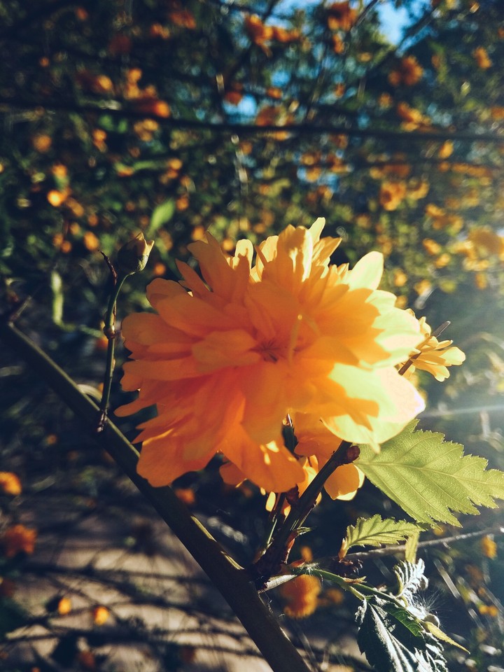 NATURE