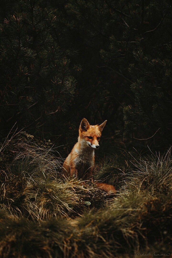 Fox
