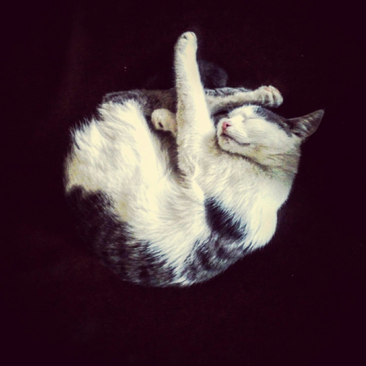 My dear kitten 