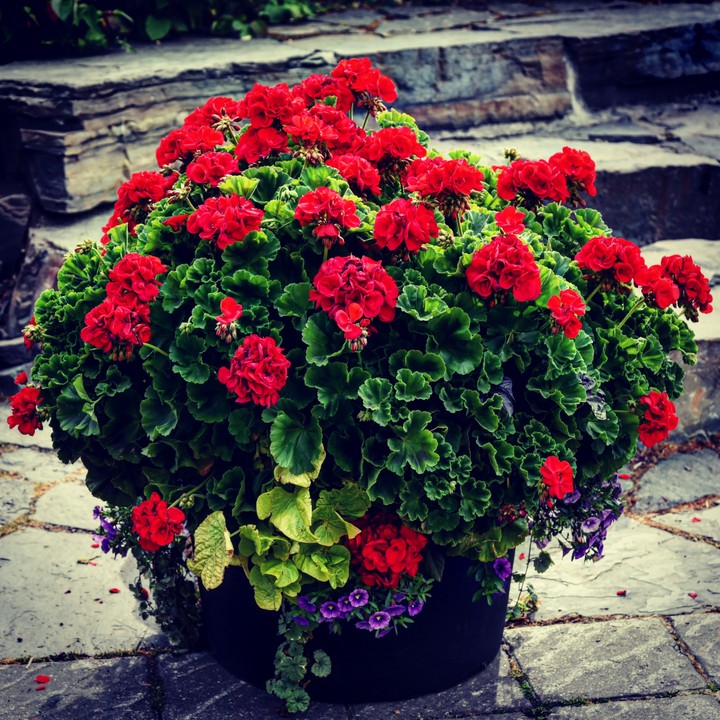 Flower pot