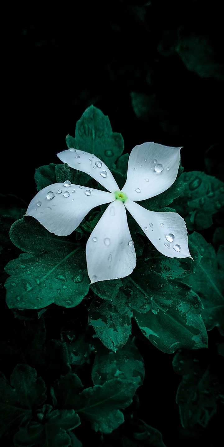 White flower