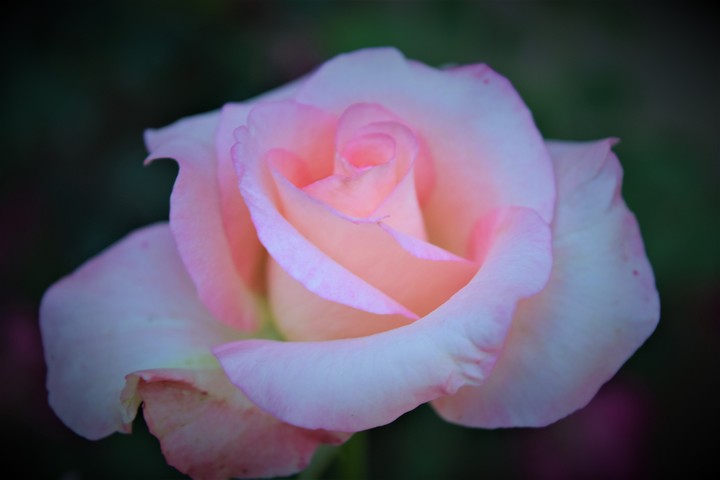 Rosy Pink