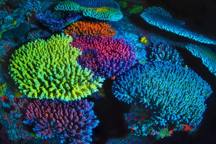 coral