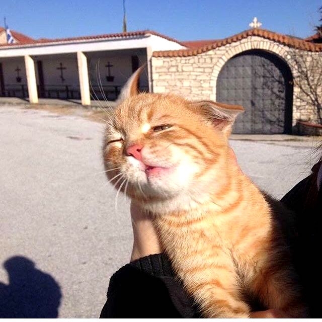 windy cat