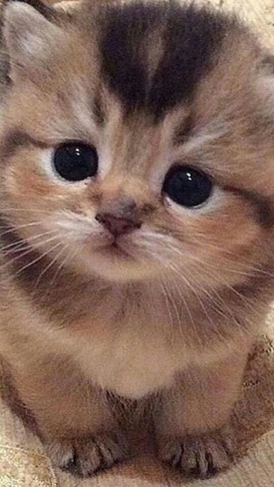 очень милый котёнок