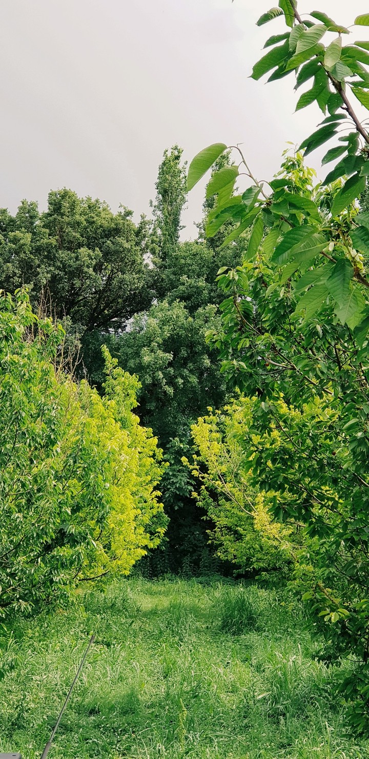 Jungle