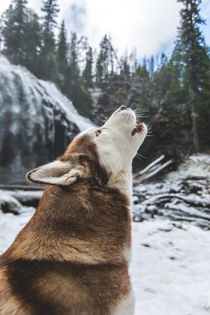 wolf