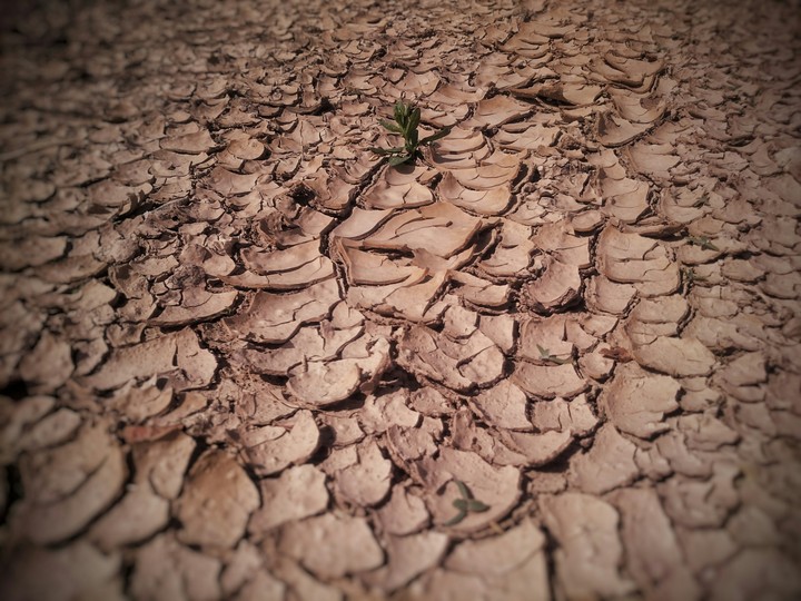 dry land with a plant in it