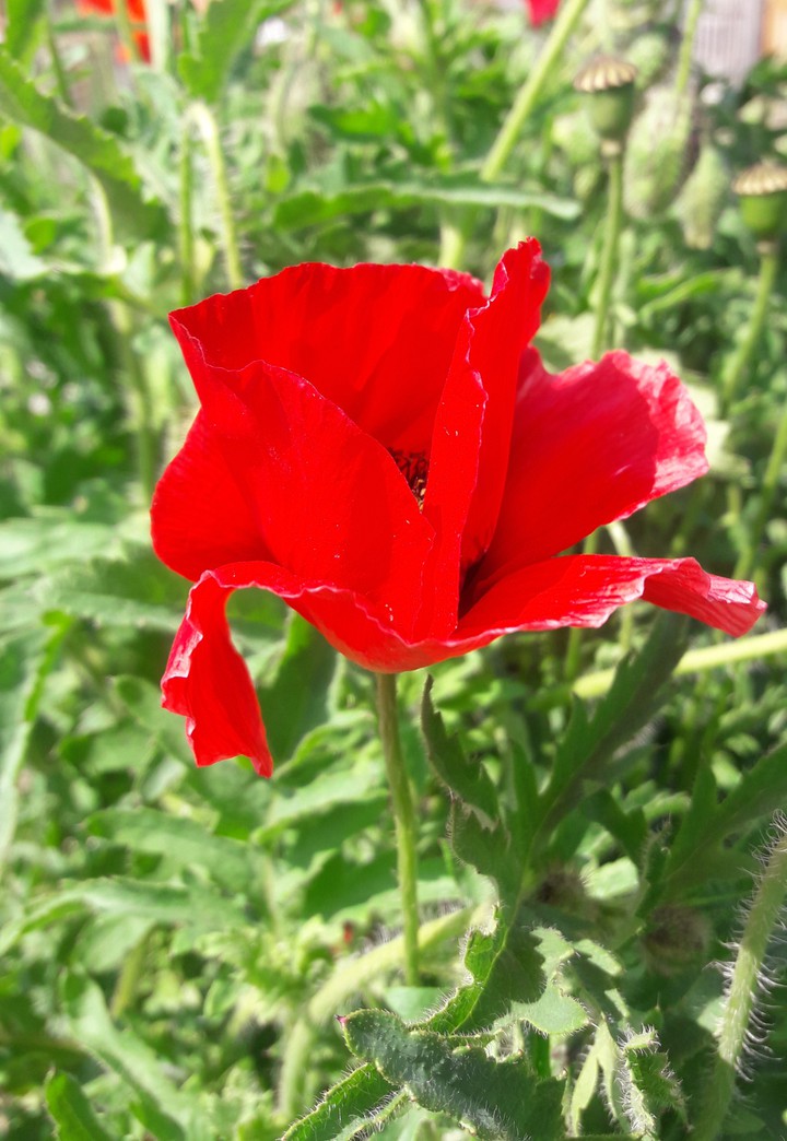 Poppies