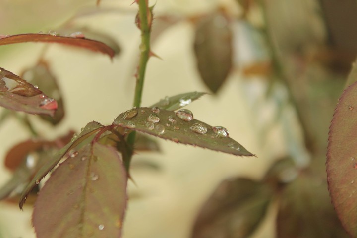 raindrops