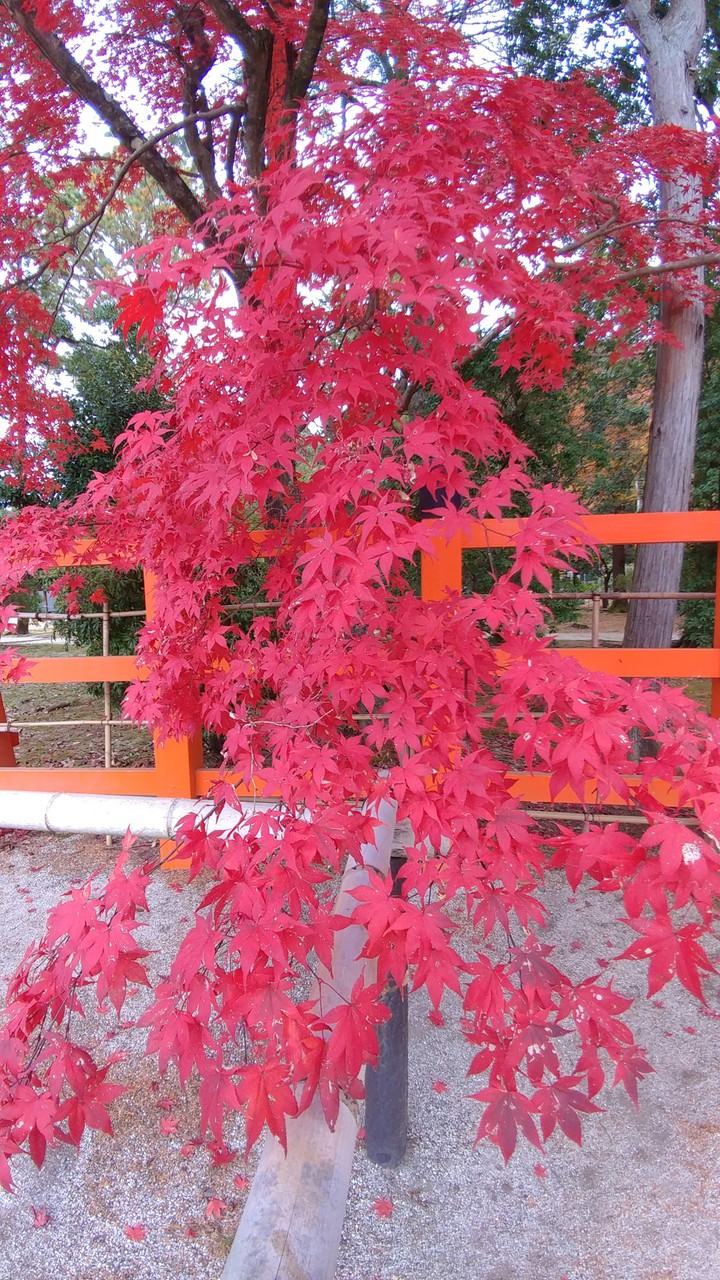 紅葉 Autumn leaves