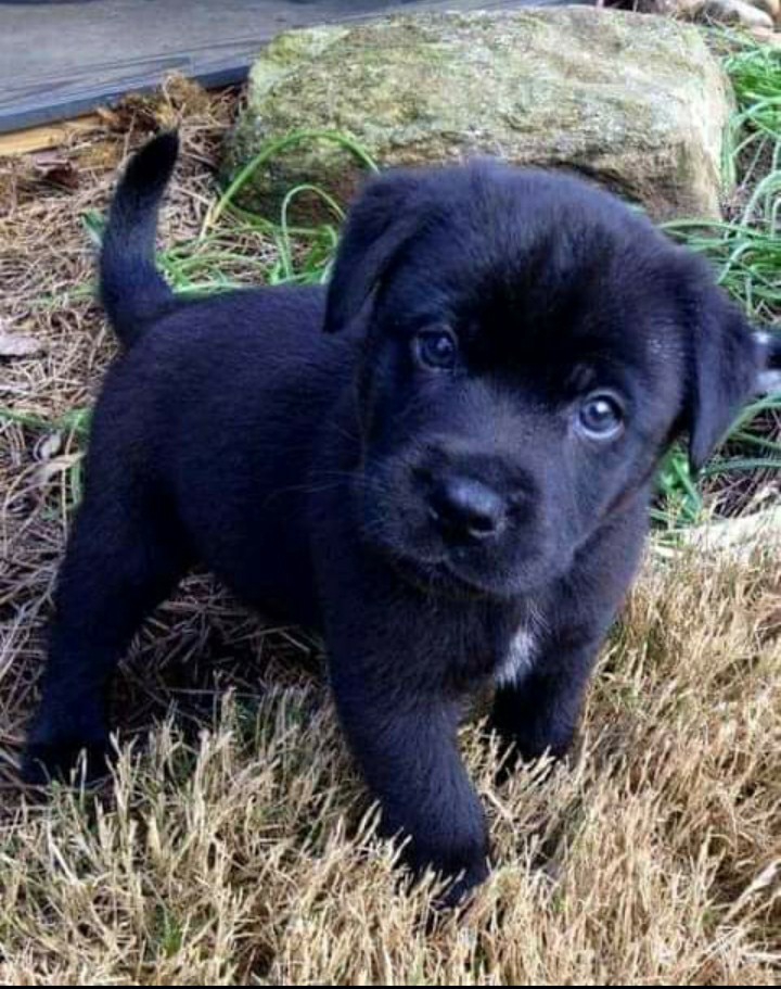 perrito