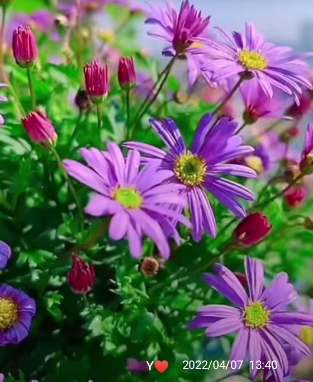 Y♥️ Purple Chrysanthemums