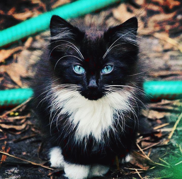 The Black and White Kitty Cat