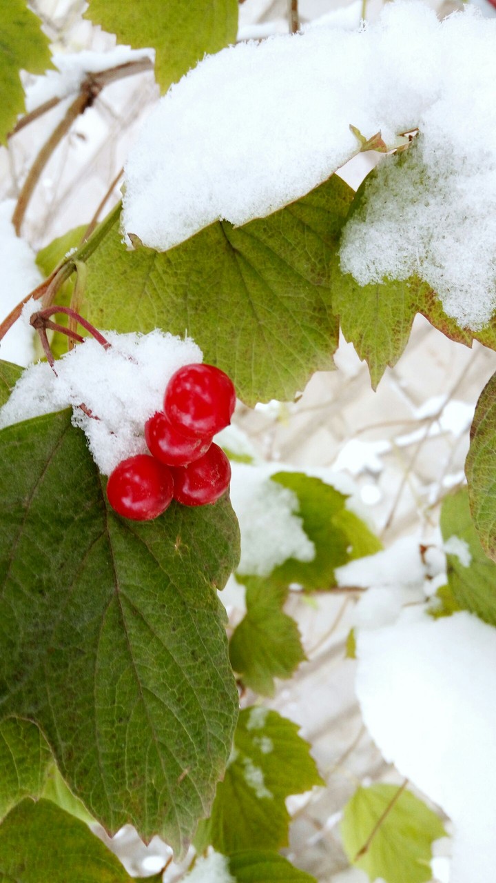first snow and last berries