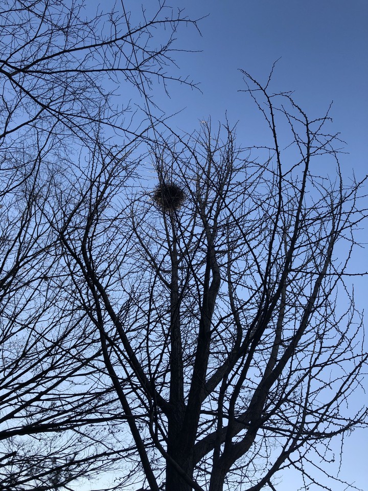 bird nest